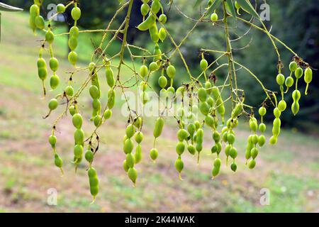 Japanische Pagodenbaumfrüchte (Styphnolobium japonicum oder Sophora japonica) Stockfoto