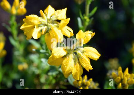 Detail der Blumen des spanischen Gorse (Genista hispanica) Stockfoto