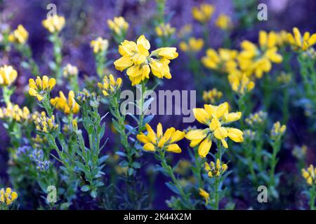 Blüte des spanischen Gorse (Genista hispanica) Stockfoto