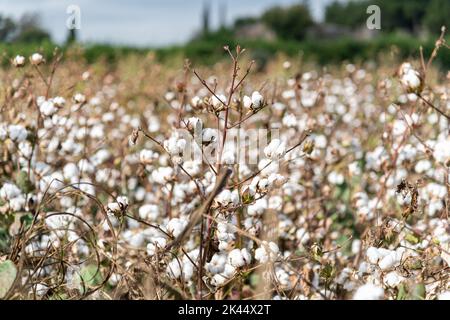 Baumwollfeld bereit für die Ernte an einem bewölkten Tag Stockfoto
