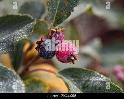 Glitzernde Tautropfen auf den reifen Beeren von Amelanchier alnifolia 'Obelisk' Stockfoto