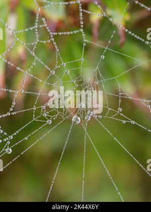 Tautropfen, die auf einem Spinnennetz gesammelt wurden, das im frühen Morgenlicht funkelt Stockfoto