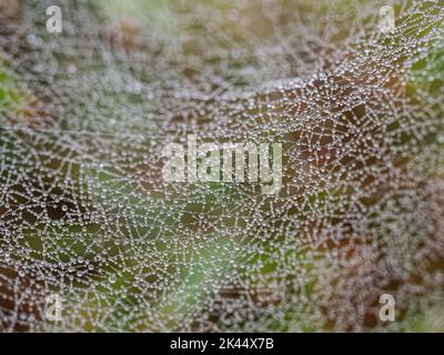 Tautropfen, die auf einem Spinnennetz gesammelt wurden, das im frühen Morgenlicht funkelt Stockfoto