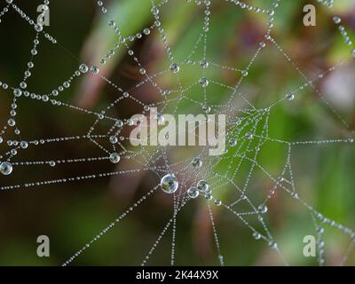 Tautropfen, die auf einem Spinnennetz gesammelt wurden, das im frühen Morgenlicht funkelt Stockfoto