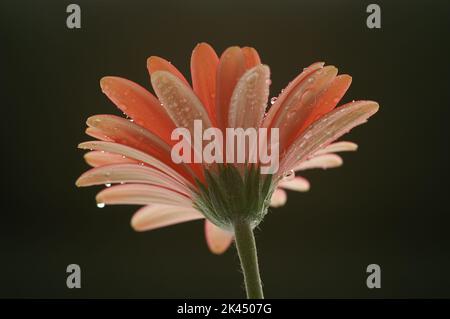 Blume Chrysantheme mit Regentropfen Stockfoto