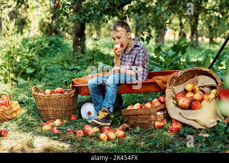 Kind mit Apfel in Orchard. Junge essen Bio-Apfel in Orchard. Erntekonzept. Garten, reife rote Äpfel im Korb Stockfoto