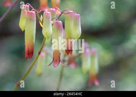 Nahaufnahme der rot-rosa und gelb-grünen Blüten der tropischen Sukkkkulente kalanchoe pinnata aka Luftpflanze oder Kathedralenglocken im Garten im Freien Stockfoto