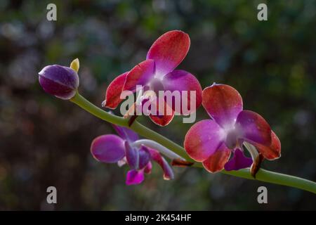 Nahaufnahme hinterleuchtete Ansicht der tropischen epiphytischen Orchideenart hygrochilus parishii var marriottiana, die mit leuchtend violetten, weißen und orangen Blüten blüht Stockfoto