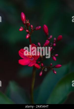 Nahaufnahme einer leuchtend roten Blume und einer Gruppe von Knospen mit Jatropha integerrima aka Peregrina oder würzigem Jatropha, isoliert auf dunklem natürlichem Hintergrund Stockfoto