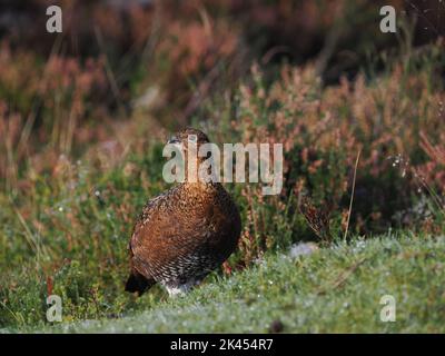 Rothuhn auf Hochmooren in Nordwales, das Männchen mit einem roten Kamm über dem Auge, Weibchen fehlt der Kamm ! Stockfoto