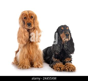 English Cockers Spaniels vor weißem Hintergrund Stockfoto