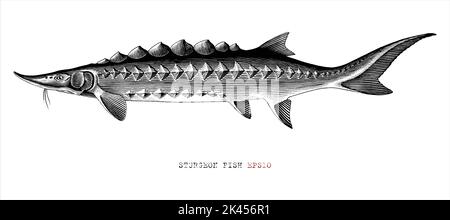 Stör Fisch Hand Zeichnung Gravur Stil Clip Art Stock Vektor