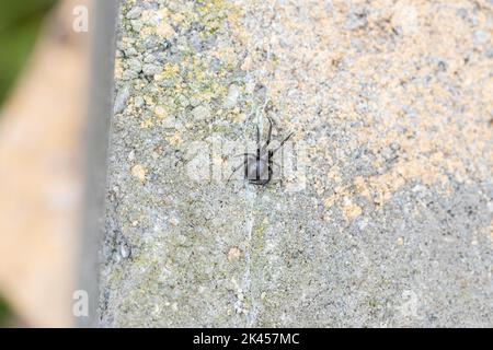 Eine weibliche australische falsche schwarze Witwe Hausspinne nannte auch eine Hausspinne auf einem Backstein draußen (Steatoda grosa) Stockfoto