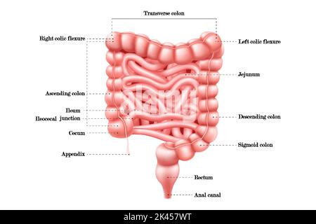 Darmanatomie. Infografik zum Darm des menschlichen Körpers mit Duodenum, Dickdarm und Jejunum. Internes Bauchorgan. Medizinische Ausbildung, hospit Stock Vektor