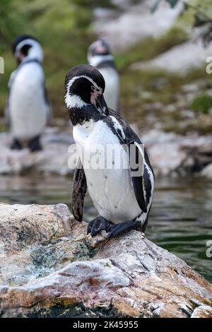 Humboldt-Pinguin im Zoo in Wien, Österreich Stockfoto