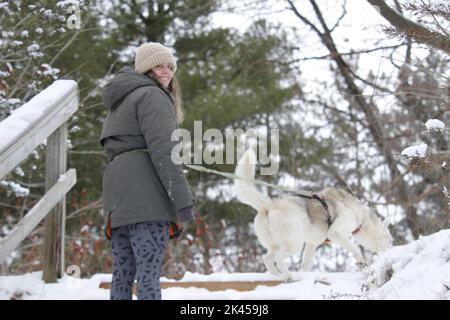 Eine kaukasische Frau mit ihrem alaskischen Malamut, die im Schnee spielt Stockfoto