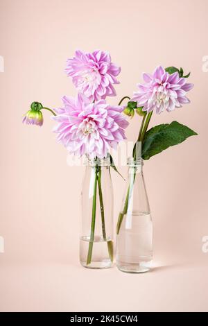 Rosa Dahlia Blumen in Glasflaschen Vasen auf farbigem Hintergrund. Stockfoto