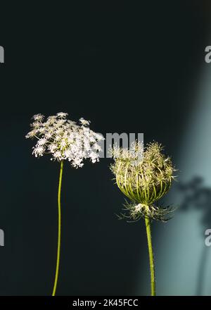 Daucus carota Weiße Wildblumen umbellieren den Blütenstand in einer Glasvase auf grünem Hintergrund. Vertikale Aufnahme Stockfoto