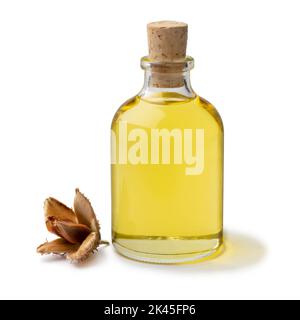 Flasche Buchennussöl und eine einzelne Buche isoliert auf weißem Hintergrund Stockfoto