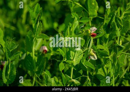 Schöne Nahaufnahme von grünen, frischen Erbsen und Erbsenschoten. Gesunde Ernährung. Selektiver Fokus auf frische hellgrüne Erbsenschoten auf Erbsenpflanzen im Garten. Wachsendes p Stockfoto