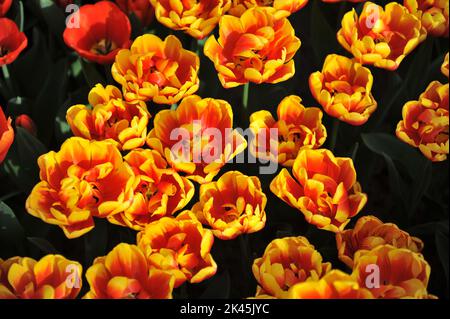 Rote und gelbe Pfingstrosen-Doppeltulpen (Tulipa) im März blühen in einem Garten Muscheln Stockfoto