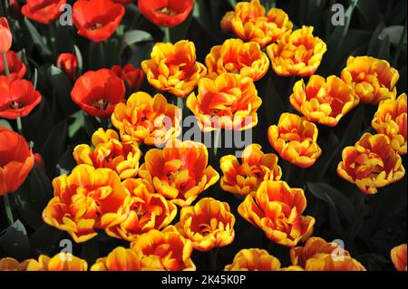 Rote und gelbe Pfingstrosen-Doppeltulpen (Tulipa) im März blühen in einem Garten Muscheln Stockfoto