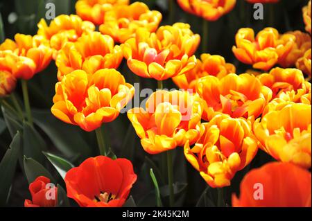 Rote und gelbe Pfingstrosen-Doppeltulpen (Tulipa) im März blühen in einem Garten Muscheln Stockfoto