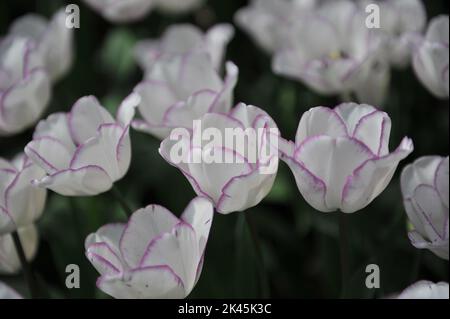 Weiß mit violetten Rändern Triumph Tulpen (Tulipa) Shirley blüht im April in einem Garten Stockfoto