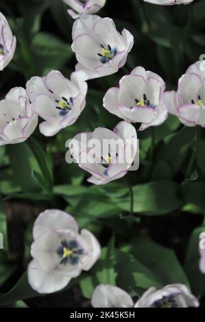 Weiß mit violetten Rändern Triumph Tulpen (Tulipa) Shirley blüht im April in einem Garten Stockfoto