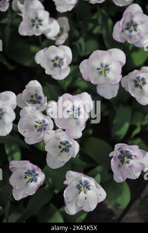 Weiß mit violetten Rändern Triumph Tulpen (Tulipa) Shirley blüht im April in einem Garten Stockfoto