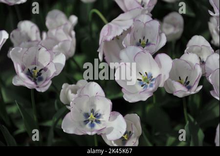 Weiß mit violetten Rändern Triumph Tulpen (Tulipa) Shirley blüht im April in einem Garten Stockfoto