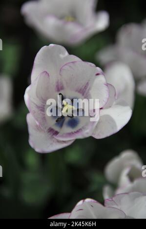 Weiß mit violetten Rändern Triumph Tulpen (Tulipa) Shirley blüht im April in einem Garten Stockfoto