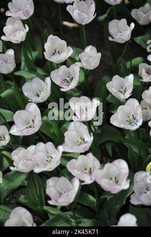 Weiß mit violetten Rändern Triumph Tulpen (Tulipa) Shirley blüht im April in einem Garten Stockfoto