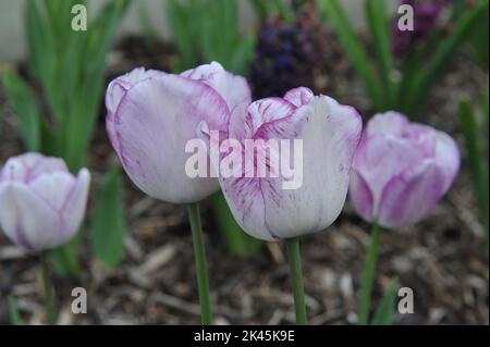 Weiß mit violetten Rändern Triumph Tulpen (Tulipa) Shirley blüht im Mai in einem Garten Stockfoto