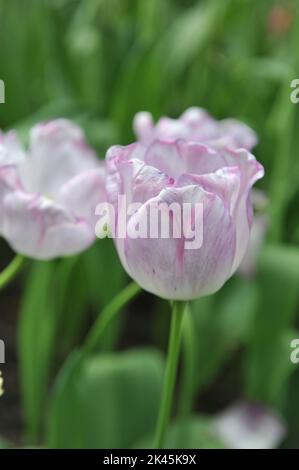 Weiß mit violetten Rändern Triumph Tulpen (Tulipa) Shirley blüht im April in einem Garten Stockfoto