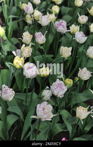 Weiß mit violetten Rändern Doppel-Tulpen (Tulipa) Shirley Double blüht im März in einem Garten Stockfoto