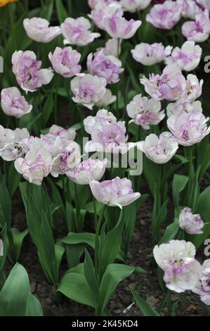 Weiß mit violetten Rändern Doppelte Tulpen (Tulipa) Shirley Doppelblüte im April in einem Garten Stockfoto