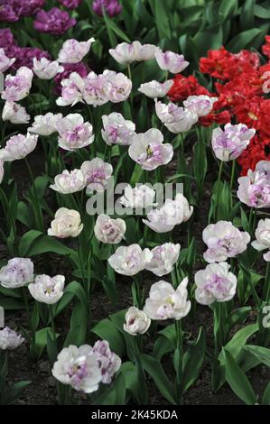 Weiß mit violetten Rändern Doppelte Tulpen (Tulipa) Shirley Doppelblüte im April in einem Garten Stockfoto