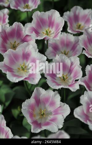 Weiße und rosa gesäumte Tulpen (Tulipa) Siesta blühen im April in einem Garten Stockfoto