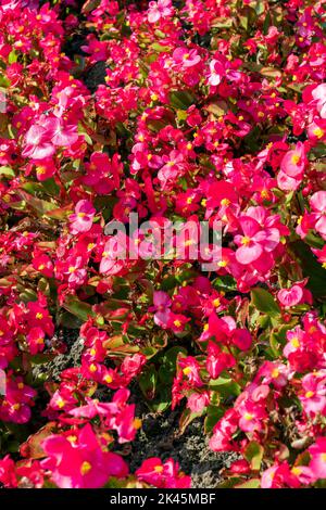 Begonia semperflorens eine jährlich im Sommer blühende Pflanze mit einer roten, rosafarbenen Sommerblüte, die allgemein als Wachs-Begonia bekannt ist, Stockfoto Stockfoto