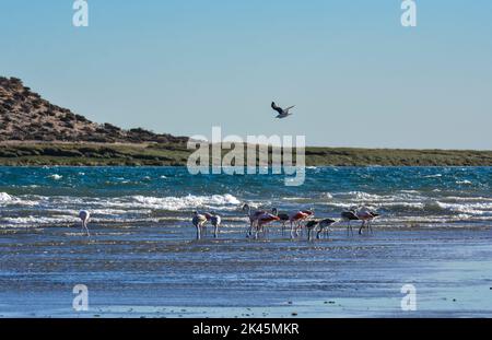 Flamingos strömen in der Cosat-Linie, Peninsula Valdes, Provinz Chubut, UNESCO-Weltkulturerbe, Patagonien Argentinien. Stockfoto