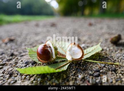 Dresden, Deutschland. 30. September 2022. Im Schlosspark Pillnitz liegt auf einem Blatt ein Kastanienbaum auf dem Boden. Kredit: Robert Michael/dpa/Alamy Live Nachrichten Stockfoto