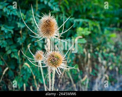 Dipsacus fullonum - ist eine blühende Pflanze, die unter den gebräuchlichen Namen wilder Teelöffel oder vollerer Teelöffel bekannt ist. Stockfoto