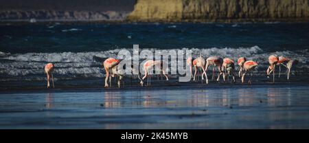 Flamingos strömen in der Cosat-Linie, Peninsula Valdes, Provinz Chubut, UNESCO-Weltkulturerbe, Patagonien Argentinien. Stockfoto