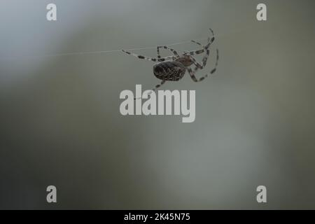 Kreuzspinne, die auf einem Spinnfaden kriecht. Unscharfer Hintergrund. Ein nützlicher Jäger unter Insekten. Arachnid. Tierfoto aus der Wildnis. Stockfoto
