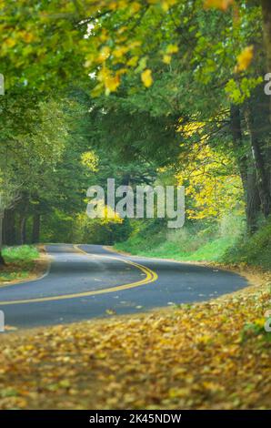 Columbia River Highway, eine Kurve in der Straße, üppige Bäume und Herbstlaub. Stockfoto