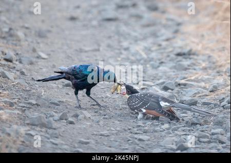 Ein Burchells-Star, Lamprotornis australis, füttert ein Buntkuckucksküken, Clamator glandarius, ein Insekt Stockfoto