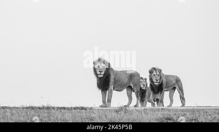 Drei männliche Löwen, Panthera Leo, auf einem Grat, Seitenansicht, Schwarz-Weiß-Bild. Stockfoto