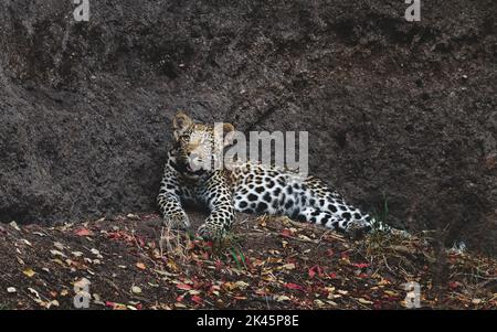 Ein Leopard, Panthera Pardus, liegt auf dem Boden und blickt auf, wilde Tiere in Ruhe. Stockfoto