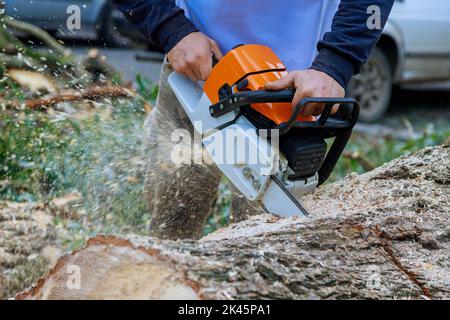 Während eines Hurrikans sägte ein Arbeiter mit einer Kettensäge durch den Baumsturz und stürzten Bäume auf den Asphalt Stockfoto